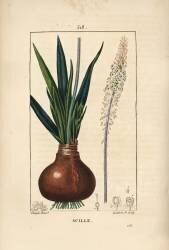 Scille (Pierre Jean Francois Turpin) - Muzeo.com