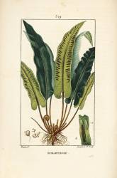 Scolopendre (Pierre Jean Francois Turpin) - Muzeo.com