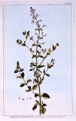 Scrofulaire (Pierre-Joseph Buchoz) - Muzeo.com