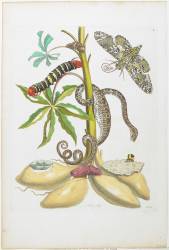 Serpent (Maria Sibylla Graff Merian) - Muzeo.com