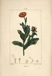 Souci (Pierre Jean Francois Turpin) - Muzeo.com