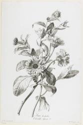 Souci des Jardins (Gérard van Spaendonck) - Muzeo.com