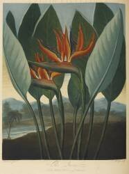 Strelitzia Reginae (Robert John Thornton) - Muzeo.com