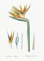 Strelitzia Reginae (Pierre Joseph Redouté) - Muzeo.com