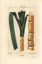 Sucre (Pierre Jean Francois Turpin) - Muzeo.com