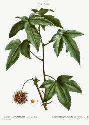 Sweet gum (Pierre Joseph Redouté) - Muzeo.com
