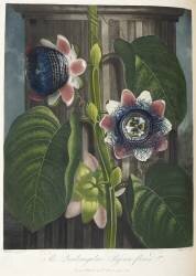 The quadrangular passion-flower (Robert John Thornton) - Muzeo.com