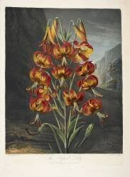 The superb Lily (Robert John Thornton) - Muzeo.com