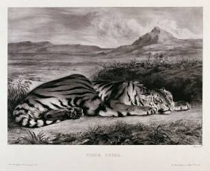 Tigre royal (Eugène Delacroix) - Muzeo.com