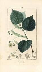 Tilleul (Pierre Jean Francois Turpin) - Muzeo.com