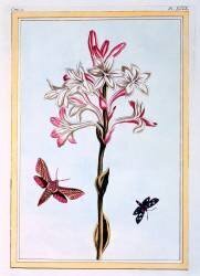 Tuberose (Pierre-Joseph Buchoz) - Muzeo.com
