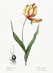 Tulipa Gesneriana (Pierre Joseph Redouté) - Muzeo.com