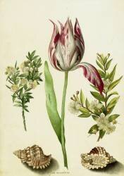 Tulipe (Maria Sibylla Graff Merian) - Muzeo.com