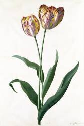 Tulipe (Georg Dionysius Ehret) - Muzeo.com
