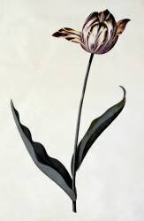 Tulipe (Georg Dionysius Ehret) - Muzeo.com