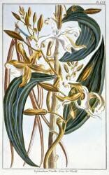 Vanille (Pierre-Joseph Buchoz) - Muzeo.com