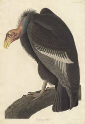 Vautour californien (John James Audubon) - Muzeo.com
