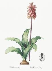 Veltheimia Capensis (Pierre Joseph Redouté) - Muzeo.com