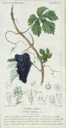 Vigne à raisin (Pierre Jean Francois Turpin) - Muzeo.com