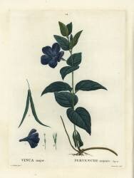 Vinca major (Pierre Joseph Redouté) - Muzeo.com