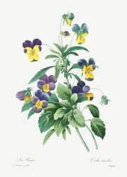 Viola Tricolour (Pierre Joseph Redouté) - Muzeo.com