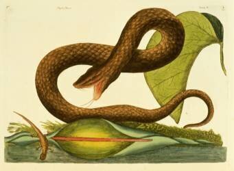 Viper Fusca (Mark Catesby) - Muzeo.com