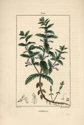 Water germandree (Pierre Jean Francois Turpin) - Muzeo.com