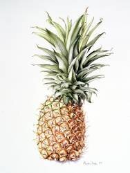 Ananas (Alison Cooper) - Muzeo.com