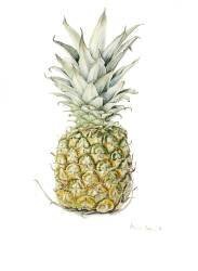 Ananas mûr (Alison Cooper) - Muzeo.com