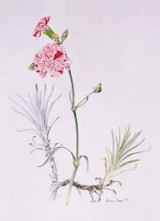 Ancienne variété de Dianthus (Alison Cooper) - Muzeo.com