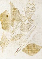 Background (Studio Muzéo) - Muzeo.com