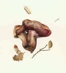 Champignons (Alison Cooper) - Muzeo.com