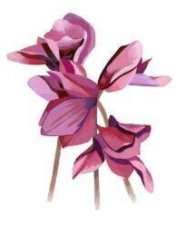 Cyclamen (Hiroyuki Izutsu) - Muzeo.com
