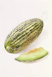 Damsha Marrow (William Hooker) - Muzeo.com