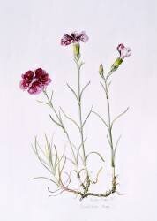 Dianthus (Alison Cooper) - Muzeo.com