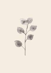 Eucalyptus Twig (1x Studio) - Muzeo.com