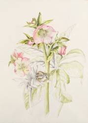 Hellebores (Alison Cooper) - Muzeo.com