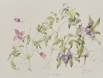 Les Macropetalas (Alison Cooper) - Muzeo.com