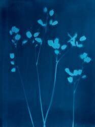 Little Flowers (Marco Campedelli) - Muzeo.com