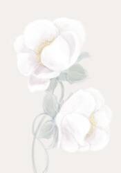 Lush Peony (1x Studio II) - Muzeo.com