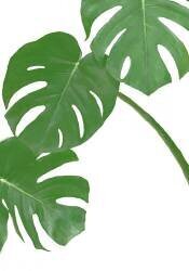 Monstera (1x Studio) - Muzeo.com