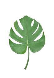 Monstera (1x Studio) - Muzeo.com