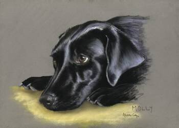 Non coupable (Alison Cooper) - Muzeo.com