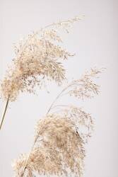 Reed Grass Grey 06 (1x Studio III) - Muzeo.com