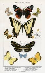 American Butterflies (Julius Bien) - Muzeo.com