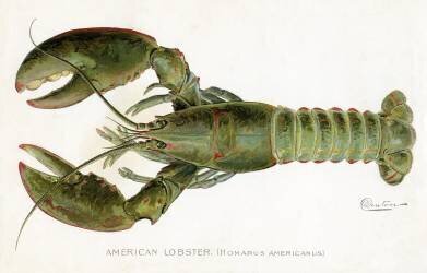 American Lobster (Sherman Foote Denton) - Muzeo.com