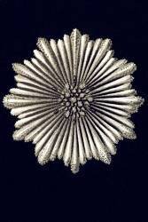 Art Forms of Nature, Plate 9 (Ernst Haeckel) - Muzeo.com