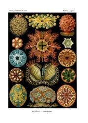 Ascidiae (Ernst Haeckel) - Muzeo.com