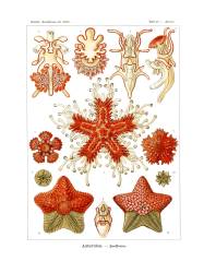 Asteridea (Ernst Haeckel) - Muzeo.com