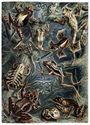 Batrachia, Frogs (Ernst Haeckel) - Muzeo.com